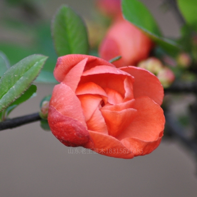 重瓣树苗盆景老桩不断庭院海棠花