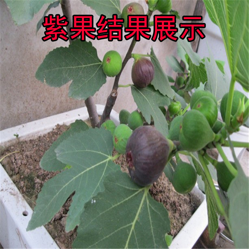 森农哥红矮生无花果树苗图片