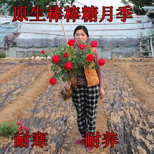 原生棒棒糖树状月季花苗树桩月季花盆栽庭院植物矮化盆栽