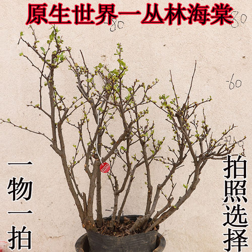 大花牡丹海棠原生世界一带花苞