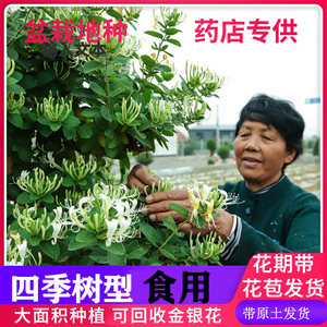 中药材种植食用树形四季金银花树苗种子盆栽爬藤大苗老树桩小苗