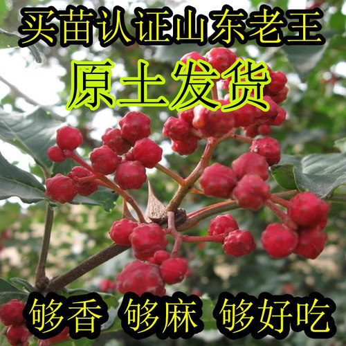 原土浓香麻椒花椒树苗