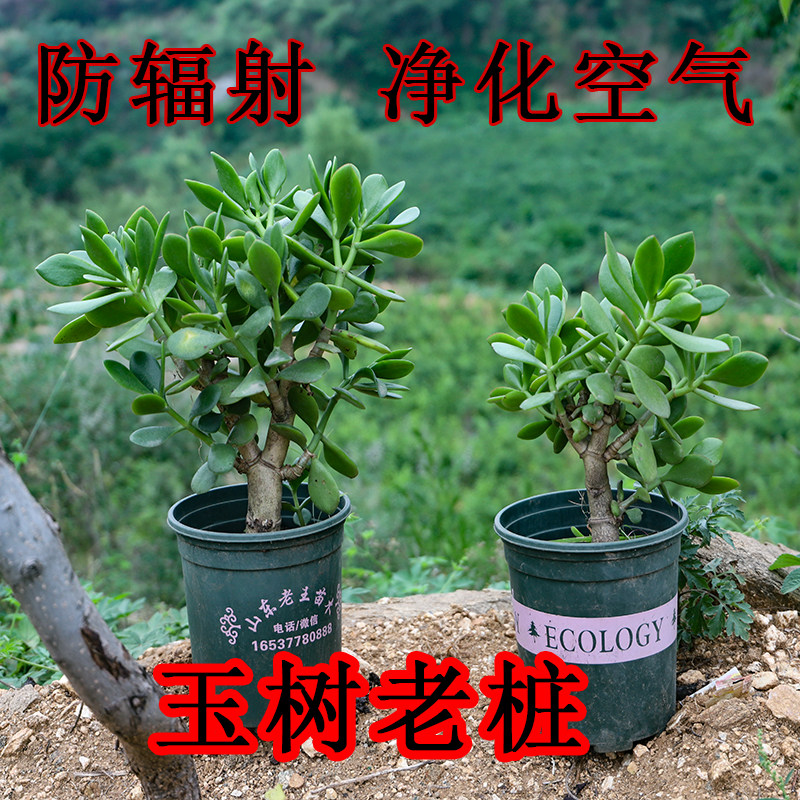玉树老桩金枝玉叶老桩图片