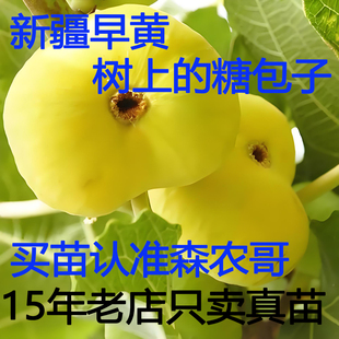 新疆早黄日本紫果无花果树苗 无花果盆栽