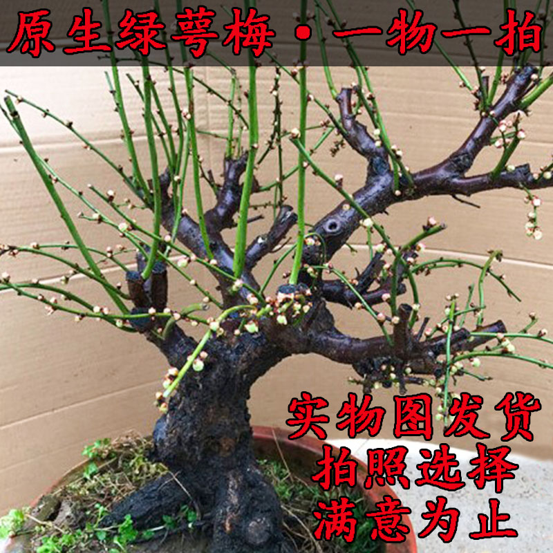 原生绿梅带花苞发货包活