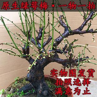 双色梅绿梅盆栽老桩盆景红梅宫粉梅花实物图一物一拍树苗腊梅包活