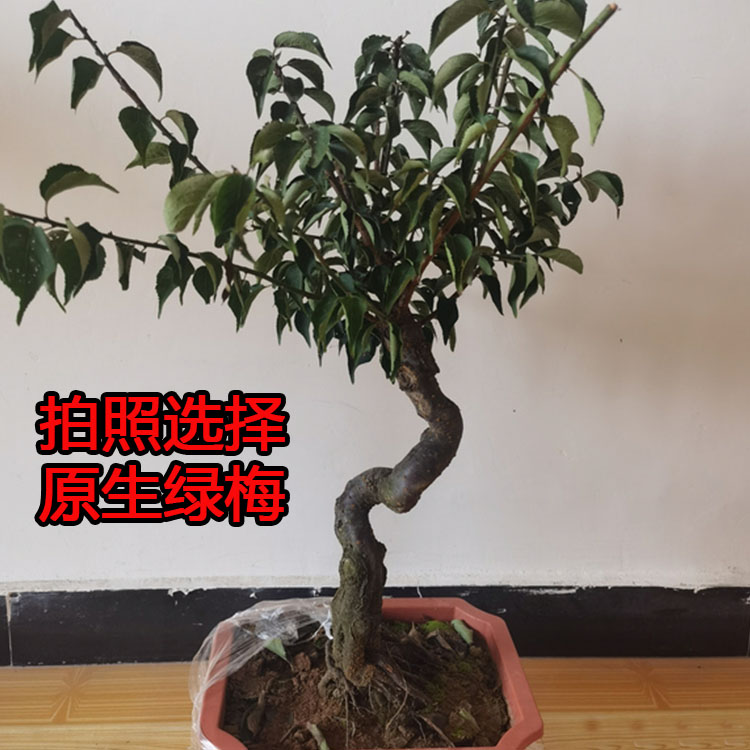 原生绿梅盆栽老桩一物一拍
