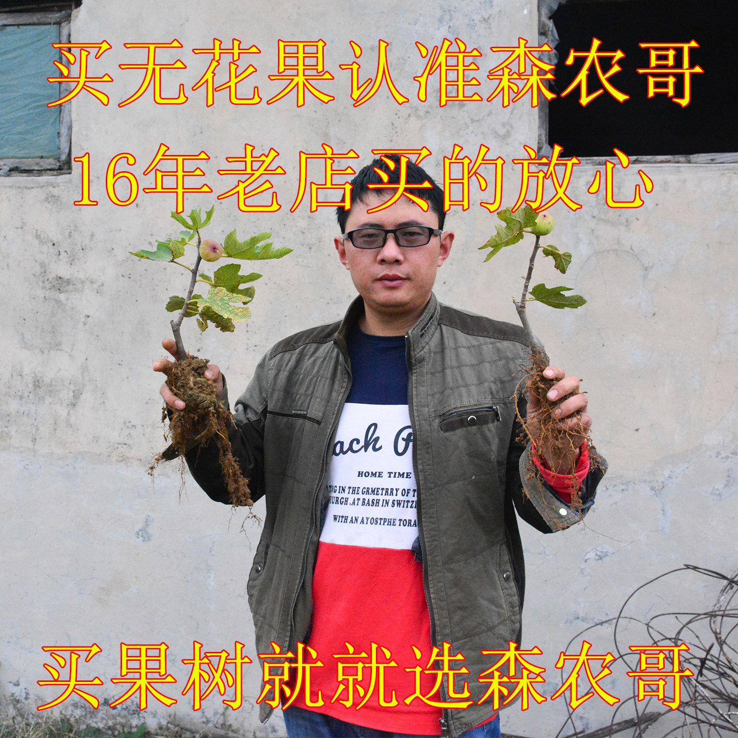 森农哥黑马kk威海青皮芭劳奈耐盆栽格莱斯绿早黑山日紫无花果树苗