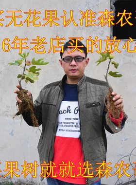 森农哥黑马kk威海青皮芭劳奈耐盆栽格莱斯绿早黑山日紫无花果树苗