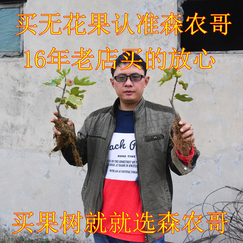 买无花果认准森农哥300多种新品