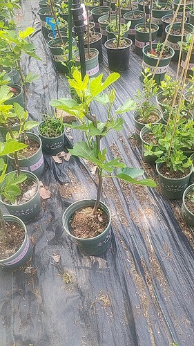 带盆绿早威海青皮彩虹日紫斯特拉黑山花山早黄绿山哈代无花果树苗