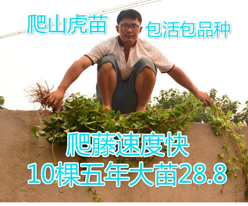 森农哥五叶爬山虎大苗