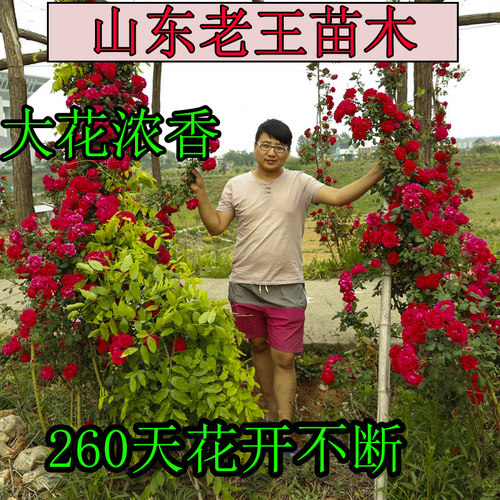 苗木玫瑰四季常青带土球攀援植物