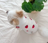 Летняя питомец Bomei Snowy Capital York Summer Cat Small Inukudi Bie Dog Одежда собаки