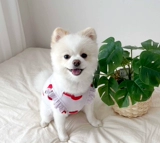 Летняя питомец Bomei Snowy Capital York Summer Cat Small Inukudi Bie Dog Одежда собаки