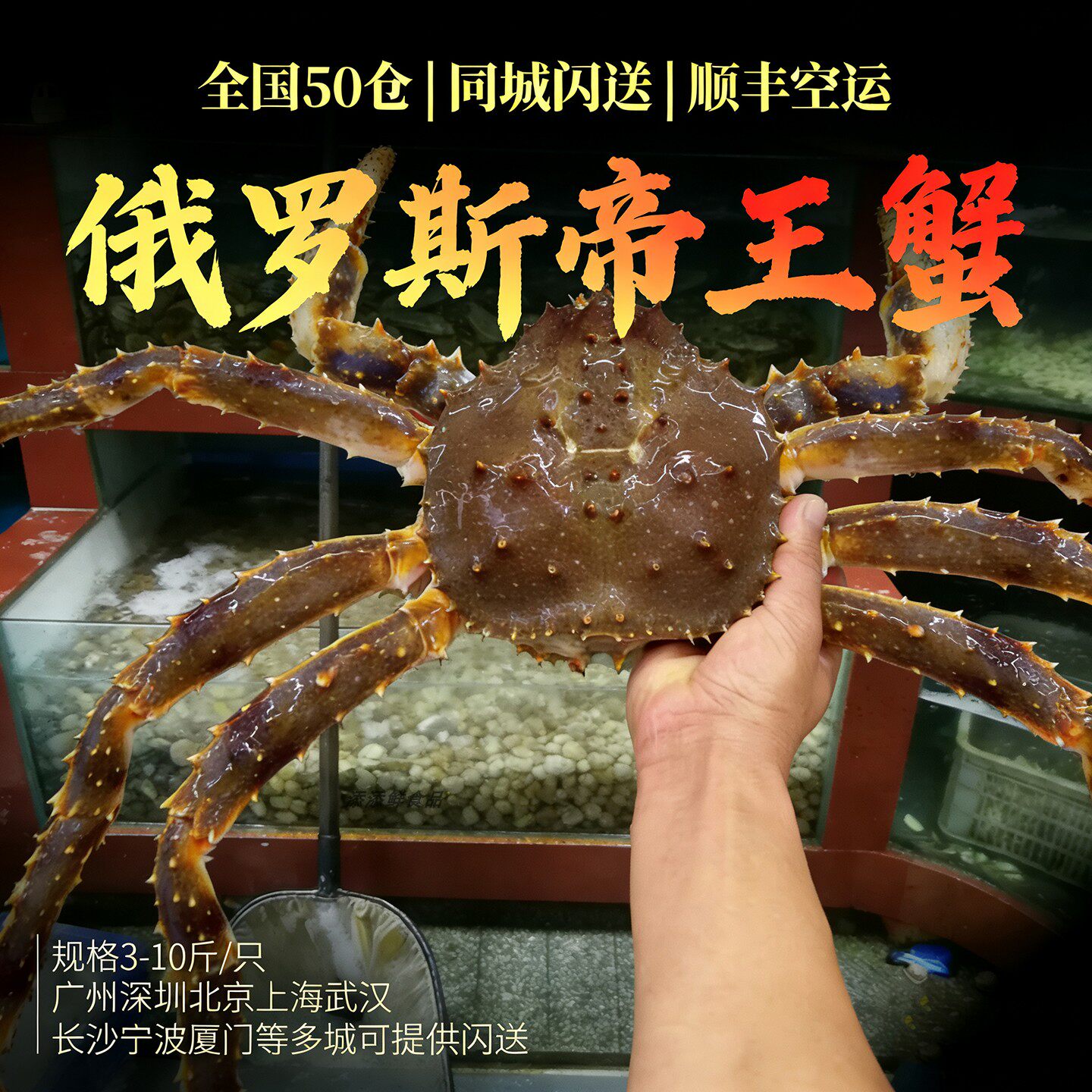 【3-10斤/只】鲜活帝王蟹海鲜水产特超大皇帝长脚俄罗斯螃蟹送礼