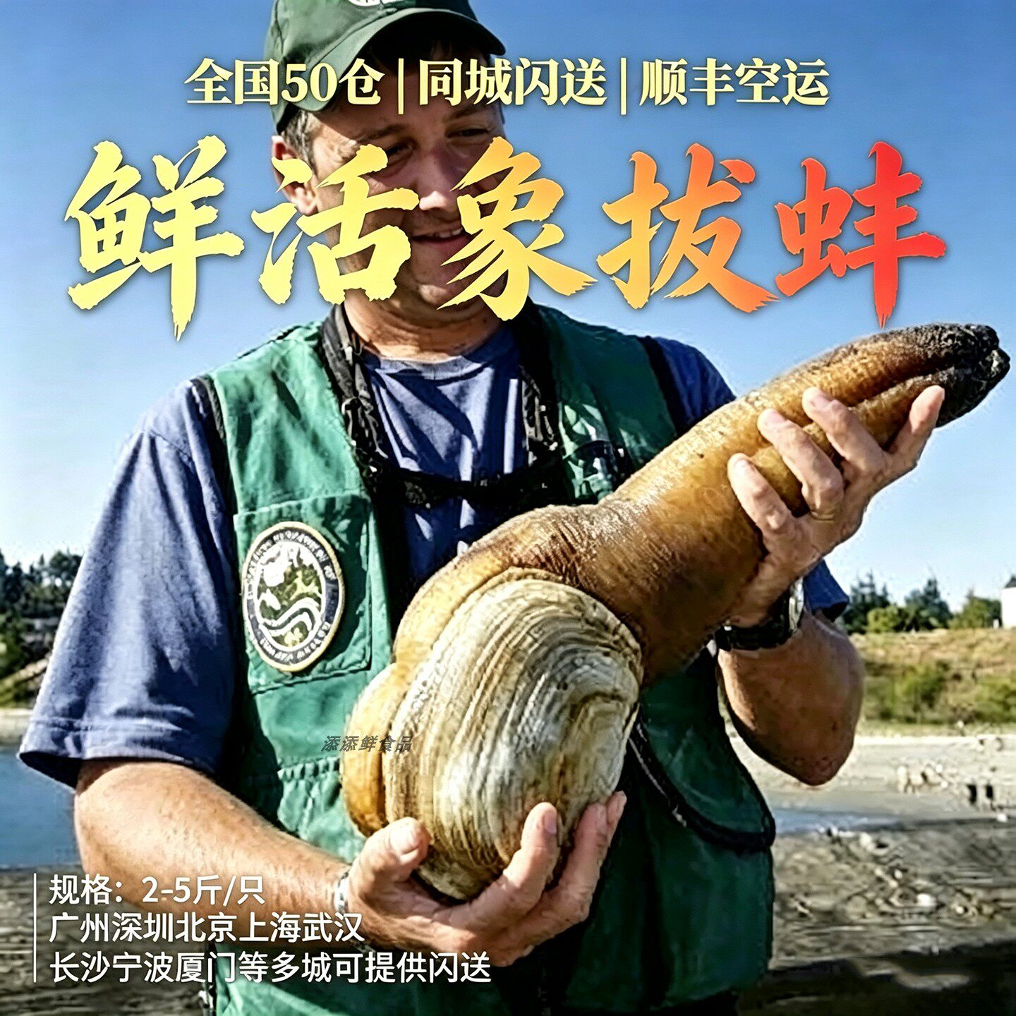 鲜活加拿大象鼻蚌海螺火锅送礼图片