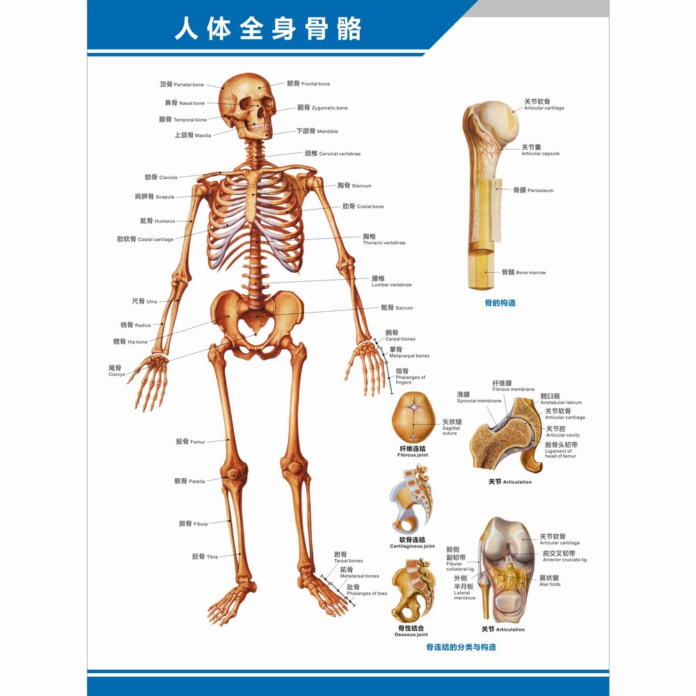 人体全身骨骼图解剖图结构图构造图中英文医学医院科室海报挂图