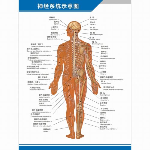 人体神经系统结构图神经细胞神经元解剖图脊神经的组成中英文挂图