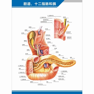 胆道十二指肠构造中英文解剖图