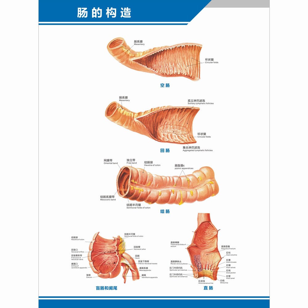 直肠中英文医学科室解剖图