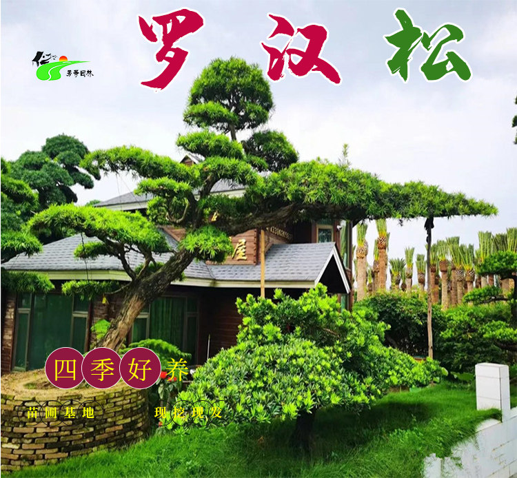 罗汉松造型树桩景别墅庭院地景四季常青耐寒耐旱好养高档基地直销