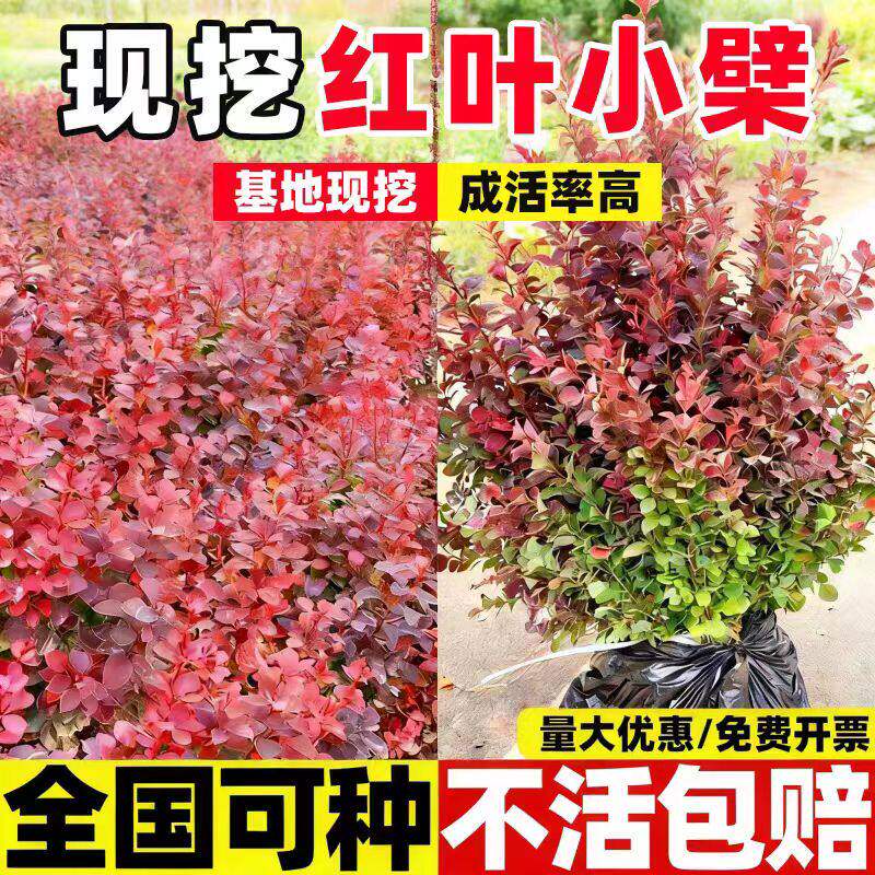 红叶小檗树苗紫叶小檗红叶小波树苗工程绿化带刺篱笆东北耐寒植物