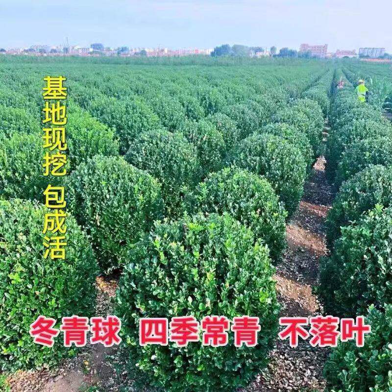 大叶冬青球四季常青地栽耐寒植物花卉球型庭院围墙篱笆树绿化苗木