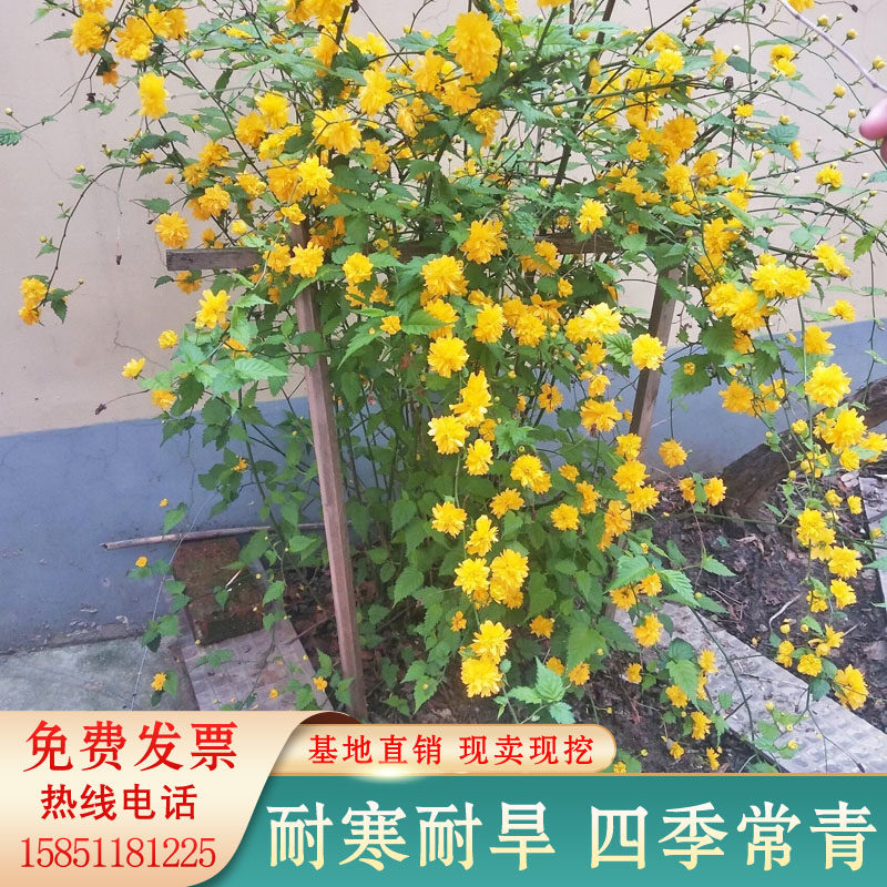 盆栽重瓣棣棠花苗鮮切水培花卉耐阴耐寒攀援植物庭院别墅绿化景观