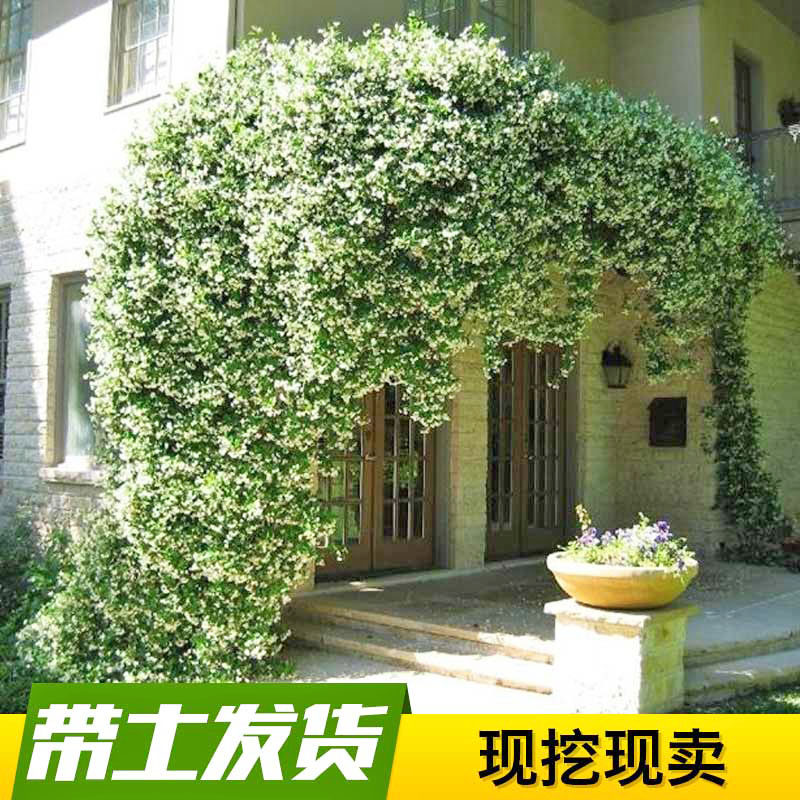 四季常绿风车茉莉苗络石藤盆栽花卉庭院藤本爬藤植物银丝茉莉花苗