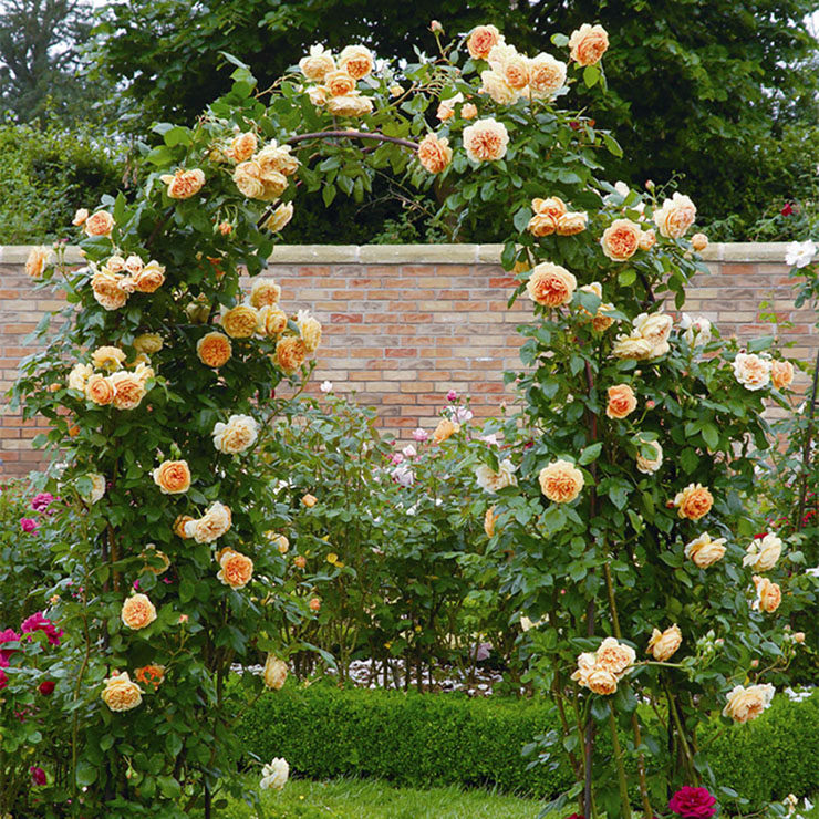 庭院绿植阳台盆栽欧月爬墙植物爬藤蔷薇藤本月季花苗王妃攀援花卉