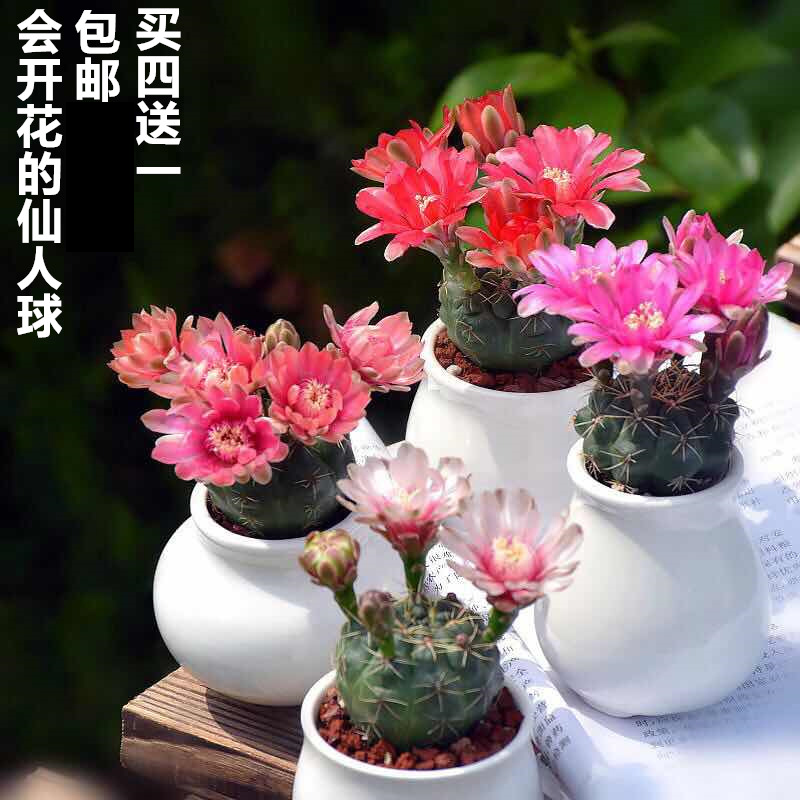 多肉绿植物桌面花卉仙人球