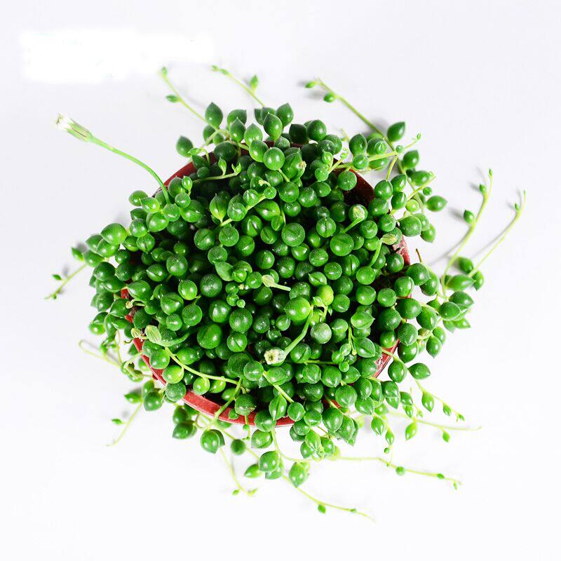 佛珠吊兰珍珠吊兰情人泪多肉植物绿植盆栽易养植物适合新手