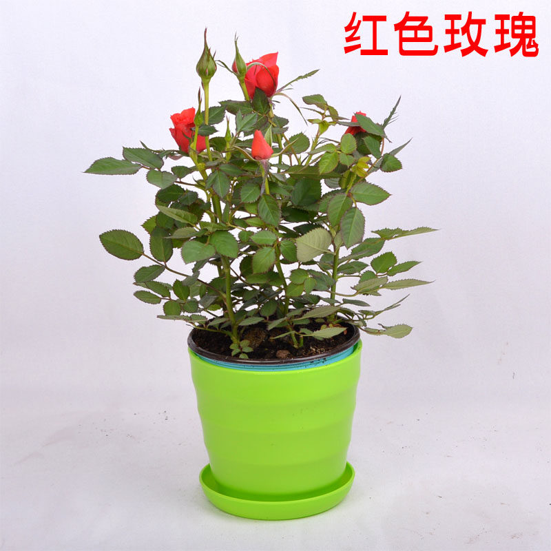 阳台花卉欧洲月季钻石玫瑰植物盆栽四季开花微型花苗