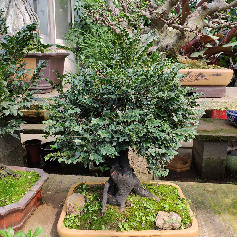 小叶紫檀树苗名贵盆栽植物室内老桩镇宅辟绿植微型盆景好养