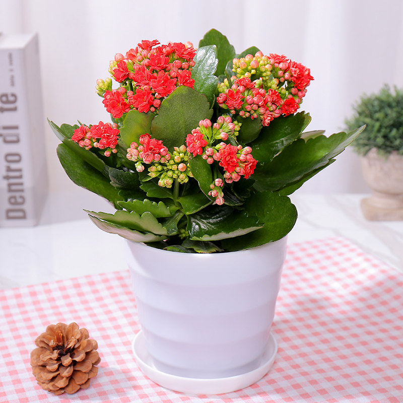 长寿花盆栽带花苞花卉植物室内花绿植绿巴黎重瓣大花四季花苗