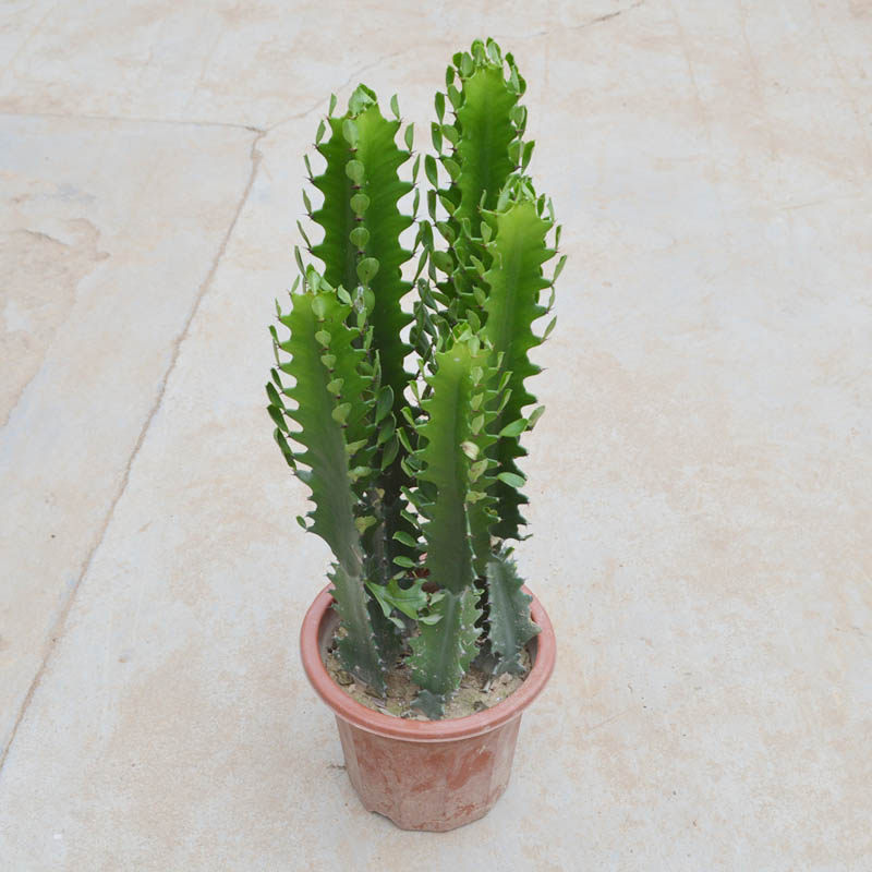 吸七彩龙骨盆栽 仙人类 巴西龙骨七星剑花/龙骨花盆栽