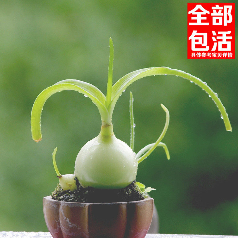 虎眼万年青盆栽多肉植物又名海葱水晶球可食用 奇趣植物