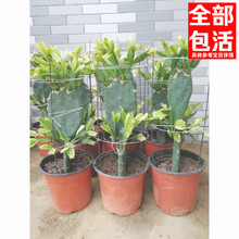嫁接盆栽仙人掌多肉植物室内蟹爪兰1