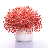 Длинный большой букет, полный звездных звезд сухой цветок