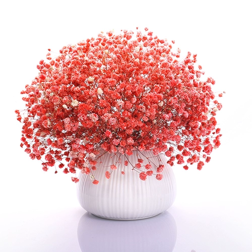 Длинный большой букет, полный звездных звезд сухой цветок