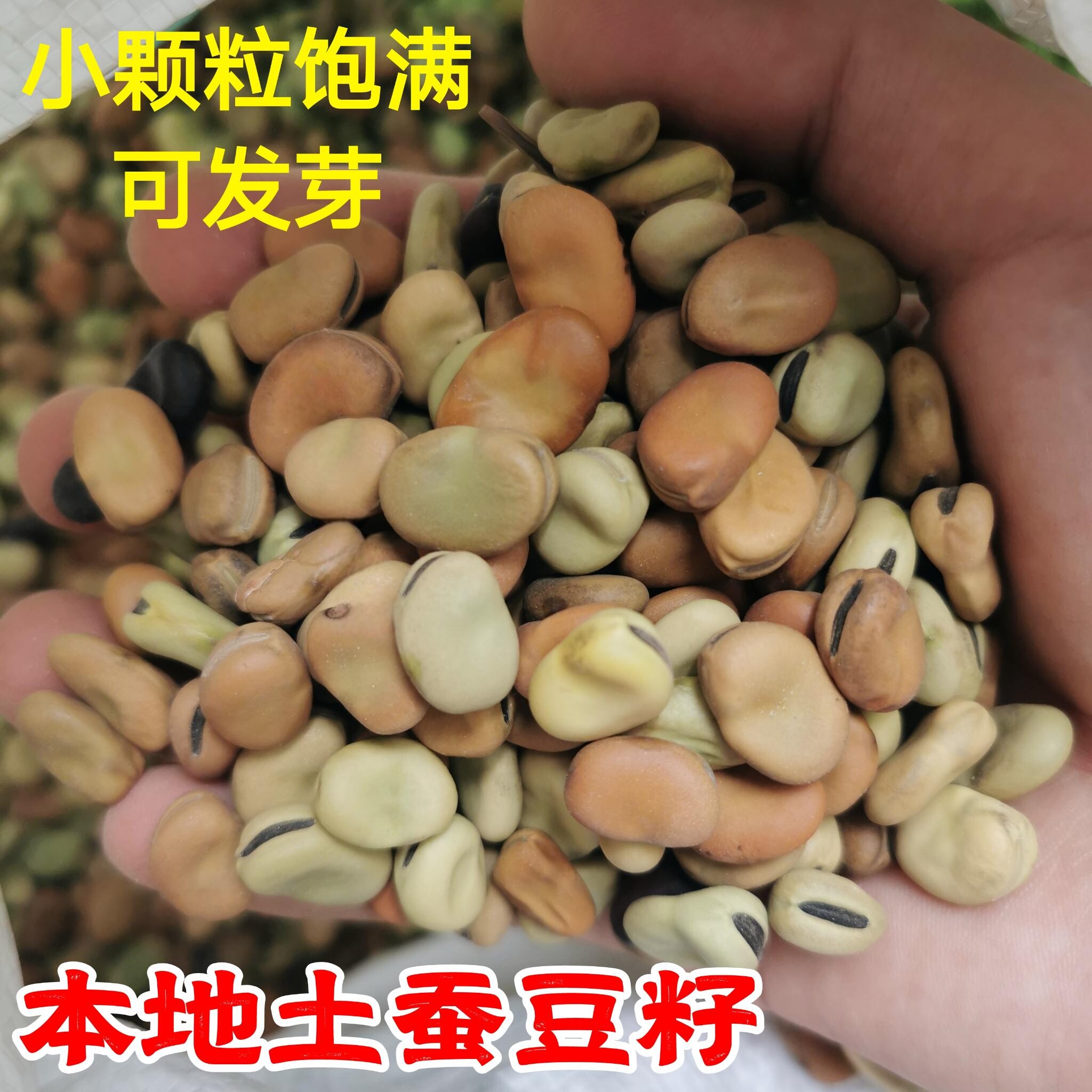 小粒蚕豆传统自留种胡豆粉糯
