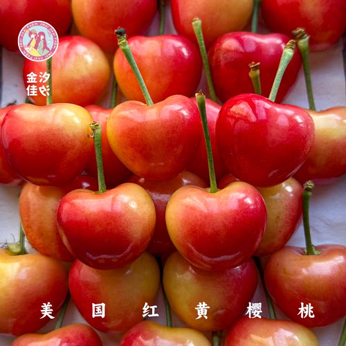 金汐佳汐大连美国红黄樱桃