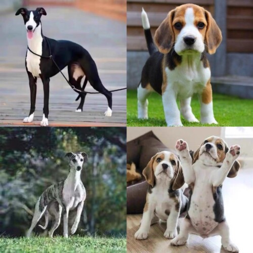灵缇犬格力犬惠比特犬幼犬活体纯种猎兔犬成年全活比格犬幼犬狗狗