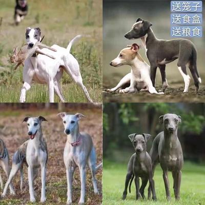 灵缇犬惠比特幼犬格力犬猎兔犬幼犬纯种细犬细狗狩猎犬抓兔犬活体