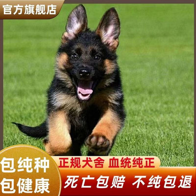 纯种家养德牧幼犬德国牧羊犬警犬军犬中型护卫犬宠物狗狗活物活体