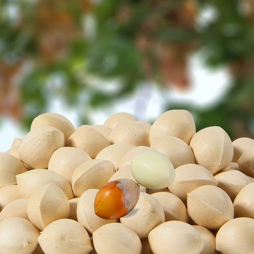 2025年新鲜生白果带壳生银杏果仁煲汤炒菜邳州特产大白果无漂白