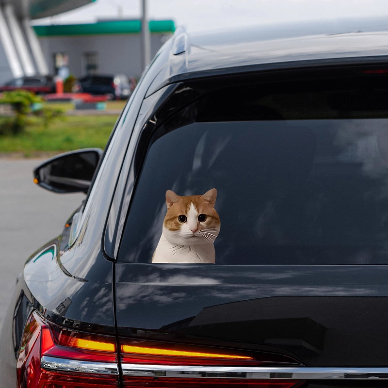 猫咪车贴平等白过经过的每一个人