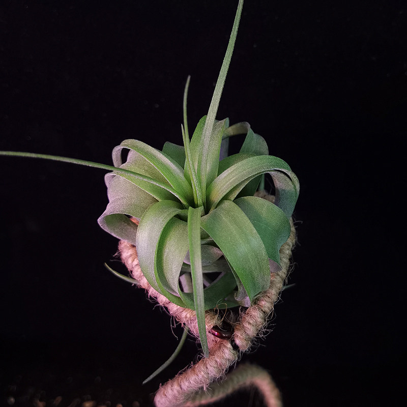 优栽一物一拍 ——毛艾(小)的艾瑞克