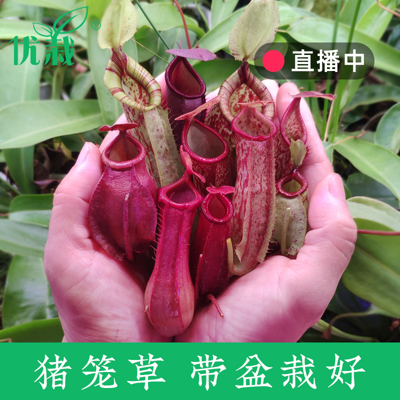 猪笼草食虫植物瓶子捕蚊捕虫堇